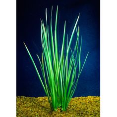 7 best classroom pets