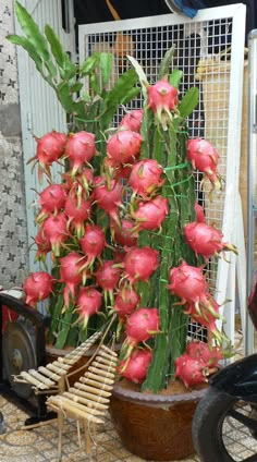 560 Ideas De Jardinería En 2021 Jardinería Jardineria Y Plantas Cultivo De Plantas