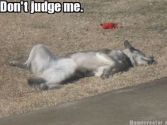 meme creator don't judge me funnies pinterest meme, funny cec5effa5adece7456228ac9927e2581 dont judge me meme meme creator don't judge me funnies pinterest meme, funny,Don T Judge Me Meme