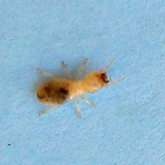 52 Best How To Identify Termites Images On Pinterest In 2018 Fungi Subterranean Termite Photo By Thrasher Pest Control Fungi