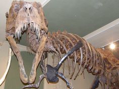Radio metrisk datering av dinosaurie ben