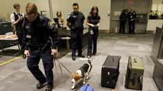 Pin By Sean E On Service Beagles Beagle Dogs