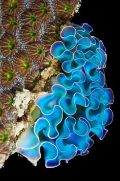 11769 best marine life