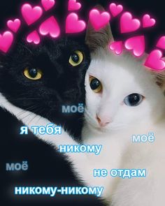 Фотография Милые Котики, Смешные Кошки, Милые Сообщения, Животные
