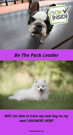 How To Train Your Dog To Stop Barking For Attention