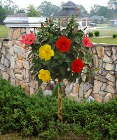 géant-Hibiskus Chambre plante vivace semences jardin d/'hiver terrasse exot I I