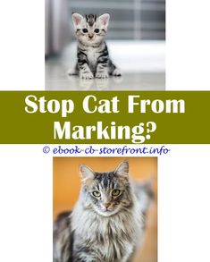 3443 Best Cat Spray Deter Images In 2020 Male Spraying 3443 Best Cat Spray Deter Images In