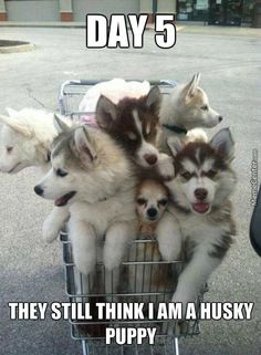 23 best husky memes