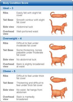 Dogs Age In Human Years Purina Chart Dogs Age In Human Years Purina Chart
