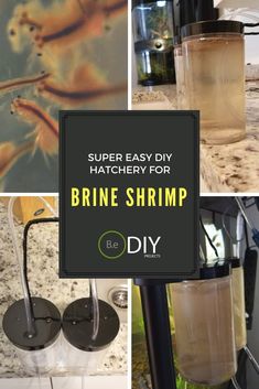 15 best brine shrimp