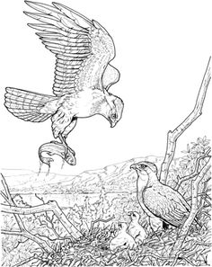 american bald eagle coloring page | my coloring book | pinterest ... - American Bald Eagle Coloring Page american bald eagle coloring page | my coloring book | pinterest ... - American Bald Eagle Coloring Page