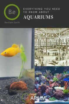 65 best planted tank
