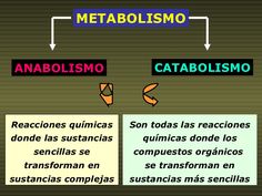 Las Mejores 11 Ideas De Anabolismo Anabolismo Clase De Biología Biología Celular