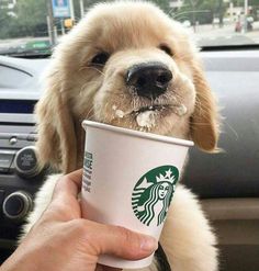 183 best starbucks puppuccin