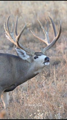 Beauty and the Beast Whitetail Print by Robert King