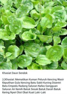 daun afrika obat diabetes tradicional