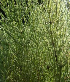 147 best lawncare lawn weeds and weedy grasses images lawn care weedy grasses