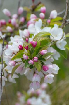 Cherry Blossom Икебана, Весна Цветение, Весенние Цветы, Растения, Розовый, Цветы, Фоновые Изображения