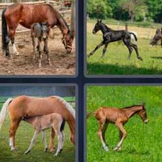 Caballos Comida De Perro 4 Fotos 1 Palabra Noticias Del Perro