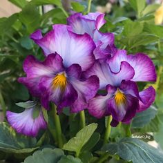 1,074 отметок «Нравится», 81 комментариев — luvrose (@luvrose_845) в Instagram: «💜💙 Viola in my garden 💙💜 ビオラ 横浜セレクション #flower_special_legend #quintaflower #rainbow_petals…» Анютины Глазки, Раскраски, Congratulations, Сад, Растения, Ирисы, Божьи Коровки, Яркие Моменты, Цветы