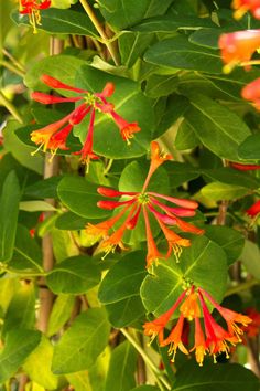 12✿HONEYSUCKLE~Halls Japanese~yellow fragrant✿6/"PLANT VINE CUTTING✿Lonicera~DIY