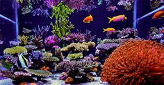22 best reef tanks