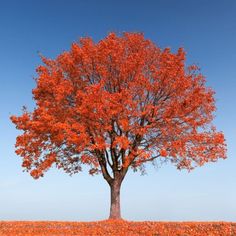 Maple Sienna Glen Fast Growing With Pyramidal Form Superior To Autumn Fantasy Maple Grows Quickly And Is Dependable In The Landscape It Almost