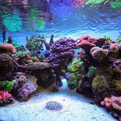 340 best marine fish