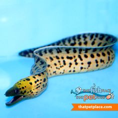 104 best eel images