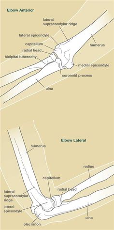 Elbow Anatomy