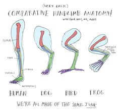 comparative anatomy