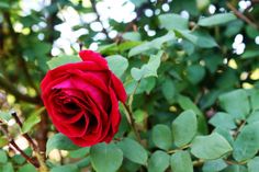 pearl seeing the rose bushes began to cry for a red rose and rose bush in the scarlet letter