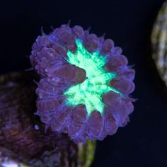 7 best long tentacle