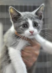 13 best kitties images
