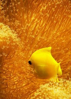 121 best saltwater fish