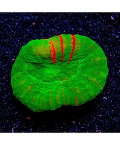 22 best scolymia images