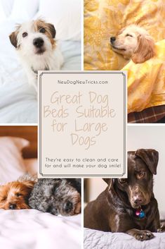11 Top 10 Best Dog Pillows in 2019 images 11 Top 10 Best Dog Pillows in 2019 images