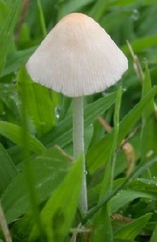 Mushrooms With Vinegar Home Remes How To Get Rid Of These Common Mushroom Found In Midwest Lawns Mix 1 4 C Dawn Dish Soap 3 Gallon Water Worked For Me