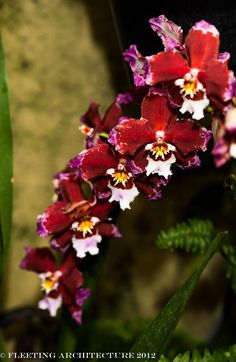Consider, that Art digital exotic flower orchid sexy for explanation Accept. interesting Art digital exotic flower orchid sexy