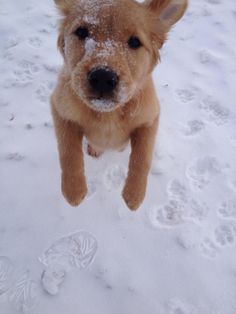 Tex Our 5 Month Old Golden Retriever Old Golden Retriever