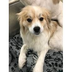 Bailey 114591 Joplin Humane Society Joplin Missouri Pets