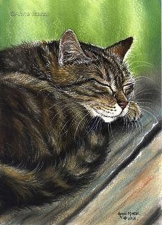 Modern Postcard Duck Inspector Art Cat Kitty Kitten Puss Persis Clayton Weir