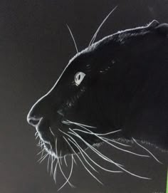 zebra white pencil drawing on black paper zebra art
