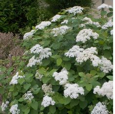 26 Spirea Ideas Spirea Plants Shrubs 26 Spirea Ideas Spirea Plants Shrubs