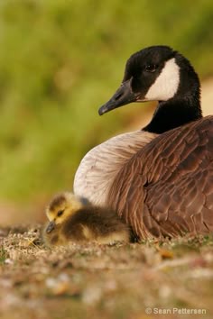 Canada Goose Baby Snow Bunting morado Canada Goose Baby Snow Bunting morado