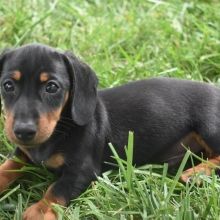 Dachshund Puppies For Sale Puppyspot Dachshund Puppies For
