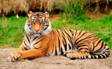 85 Ideas De Animales Varias Especies En 2021 Animales Mascotas Animales Bonitos