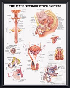 infezione alla prostata psa chart infezione alla prostata psa chart