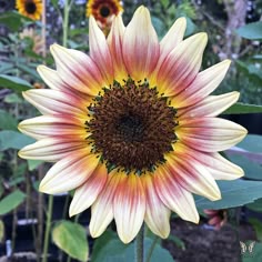 380 Sunflower Garden Ideas In 2021 Sunflower Sunflower Garden Sunflowers And Daisies