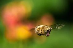虎バチ 発見、15の未確認動物。あなたはどれが好き? | Whats(ワッツ)